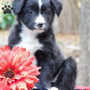 Celina, Border Collie Puppy